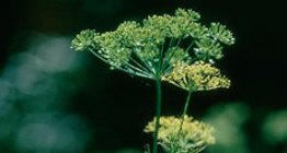 Ногоон гоньд