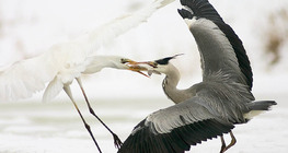 Ангийн олзны төлөө тэмцэл