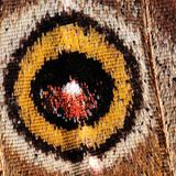 Эрвээхэйний далавч