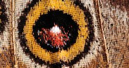 Эрвээхэйний далавч