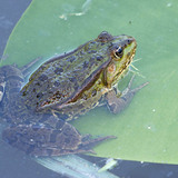 Ногоон мэлхий