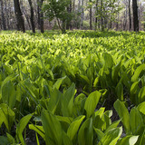 Хөндийн сараана