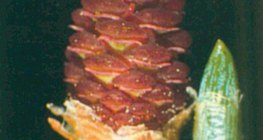 Шилмүүст боргоцой