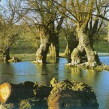 Ártéri erdő fűzfái