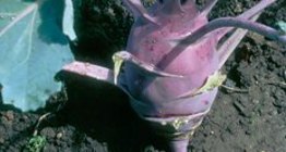 Булцуут байцаа