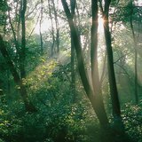 Нар гэрэлтүүлсэн ой