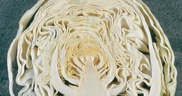 Байцааны уртааш огтлол