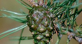 Нарсны боргоцой