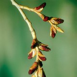 Хар улиасны тоост цэцэг