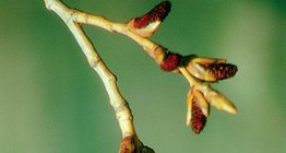 Хар улиасны тоост цэцэг