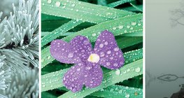 Хяруу, шүүдэр, манан