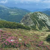 Alpine meadow in the Carpathians