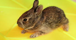 Туулайн бүжин