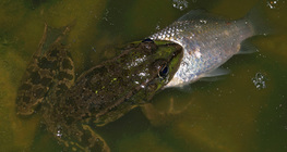 Загас идэж буй мэлхий