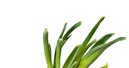 Хүрэн сонгино