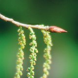 Хар улиасны дохиурт цэцэг