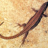 Хананы гүрвэл