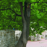 Ороогдсон модод