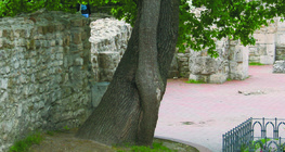 Ороогдсон модод