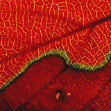 Навч (макро зураг)