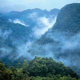 Төв Америкийн ширэнгэн ой