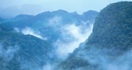 Төв Америкийн ширэнгэн ой