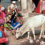 Holy cow on the street in India