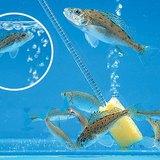 Аквариумын агааржуулалт