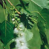 Хар улиасны үр жимс