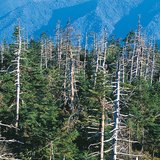 Хүчиллэг борооны сүйтгэл