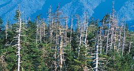 Хүчиллэг борооны сүйтгэл