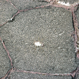 Элэгний хөндлөн огтлол (гахай)