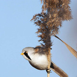 Сахалт шагшуурга бялзуухай