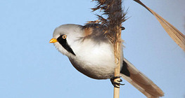 Сахалт шагшуурга бялзуухай