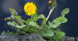 Багваахай цэцэг