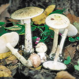 Death cap