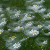 Салхинд найгаж буй цэцэгс