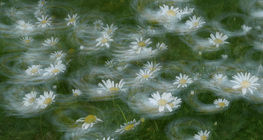 Салхинд найгаж буй цэцэгс