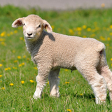 Хурга