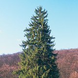 Европын шилмүүст мод