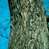 Бургасны холтос