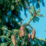 Шилмүүст мод