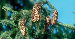 Шилмүүст мод