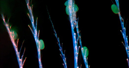 Зөгийн балны хитин үсэнцэрт наалдсан цэцгийн тоосны ширхэгнүүд