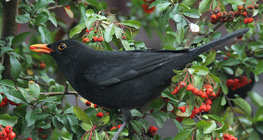 Хар хөөндэй