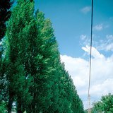 Ломбарди улиас мод