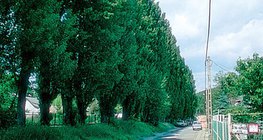 Ломбарди улиас мод