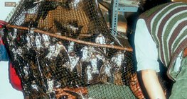 Хараацайг бөгжлөн тэмдэглэх