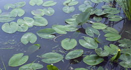 Усны сараана цэцэг