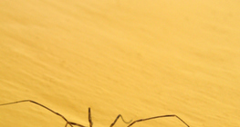 Ургац хураагч аалз